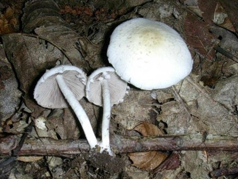 398 Agosto vecchio ritrovamento